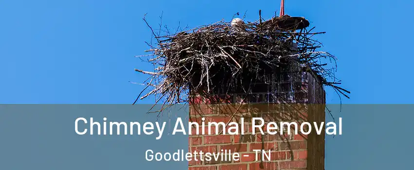 Chimney Animal Removal Goodlettsville - TN